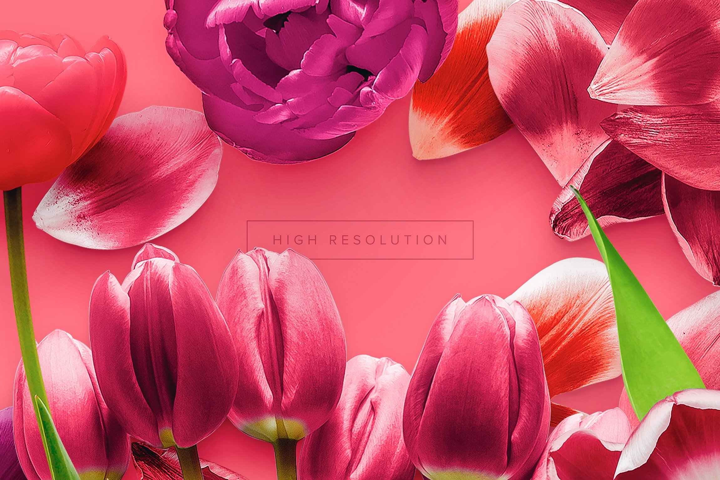 Flower Tulips Edition - Custom Scene preview image.