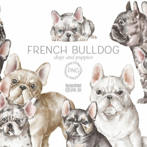 French Bulldog cover image.