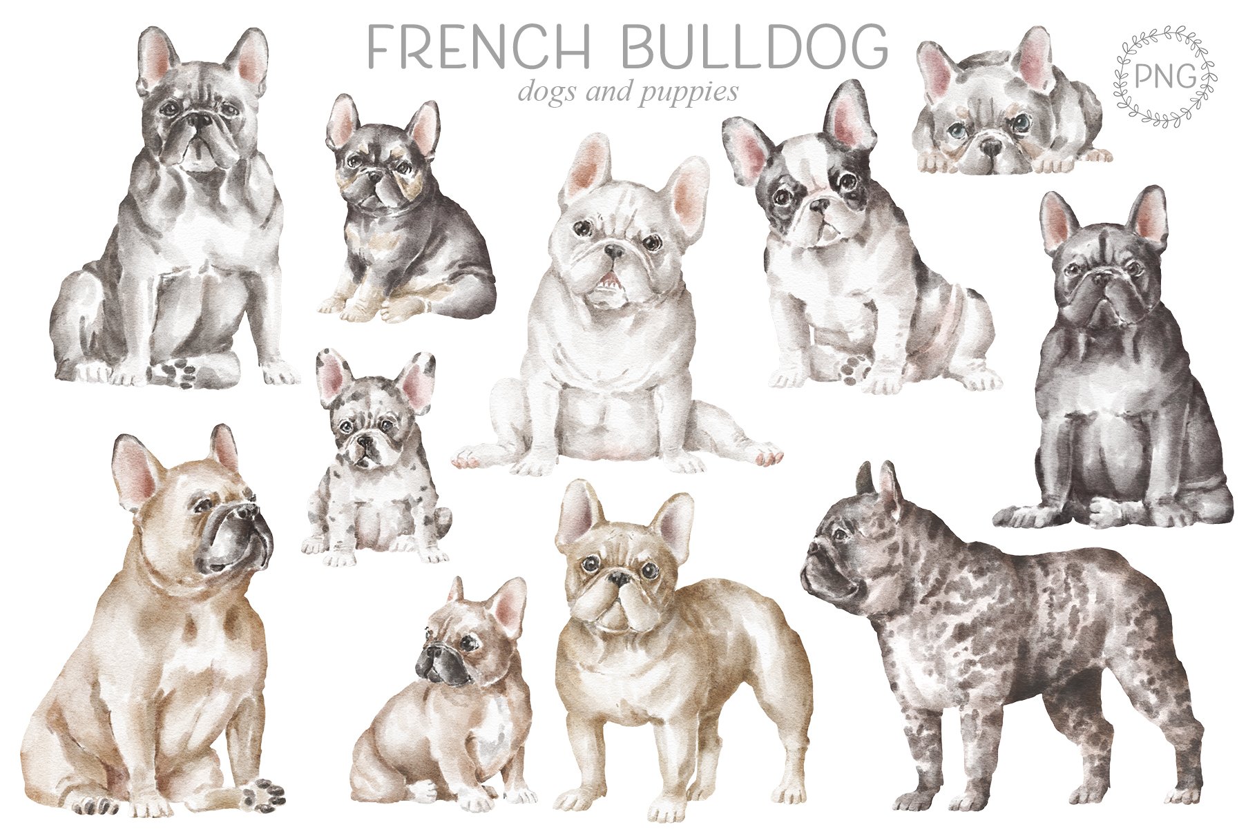 French Bulldog preview image.