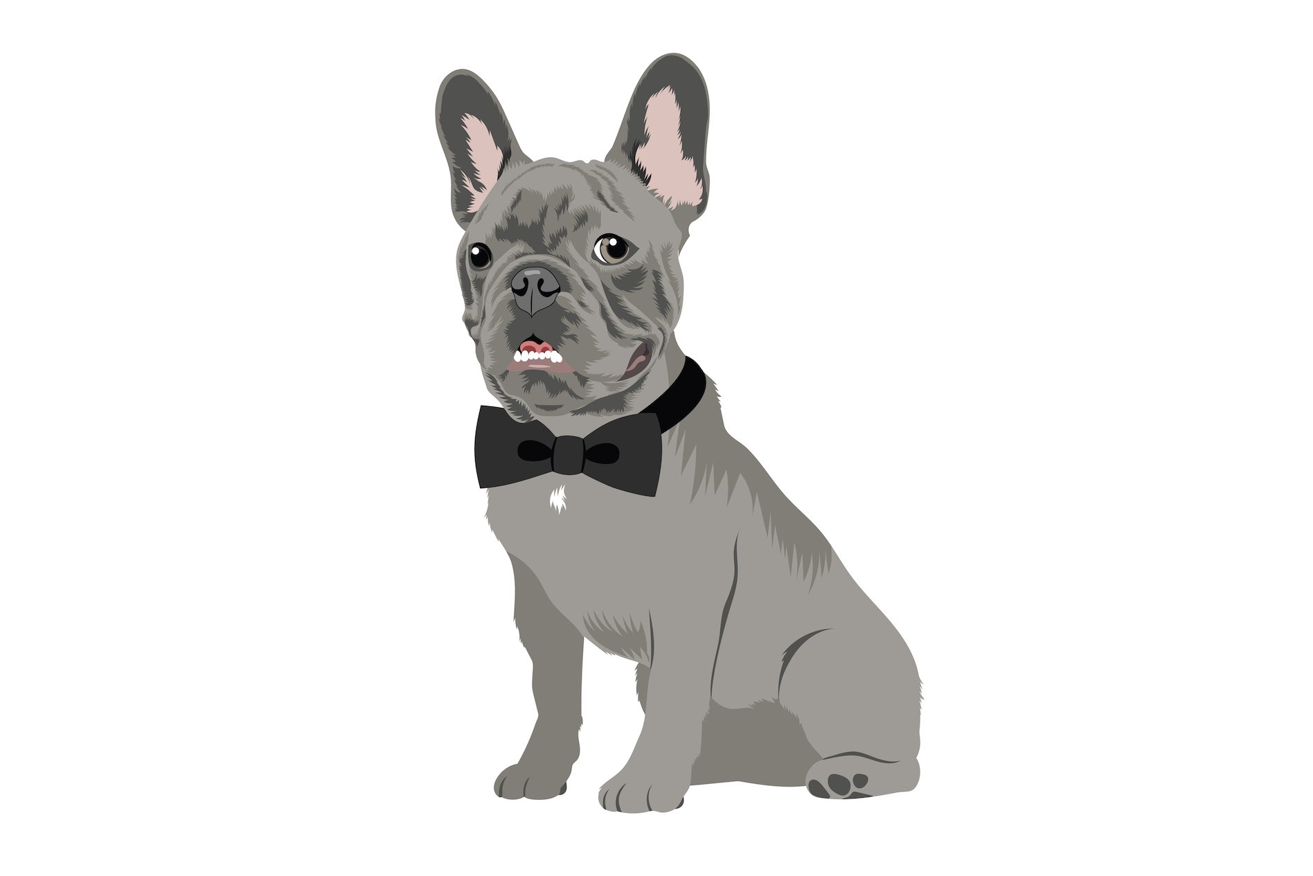 french bulldogs cm images 03 591