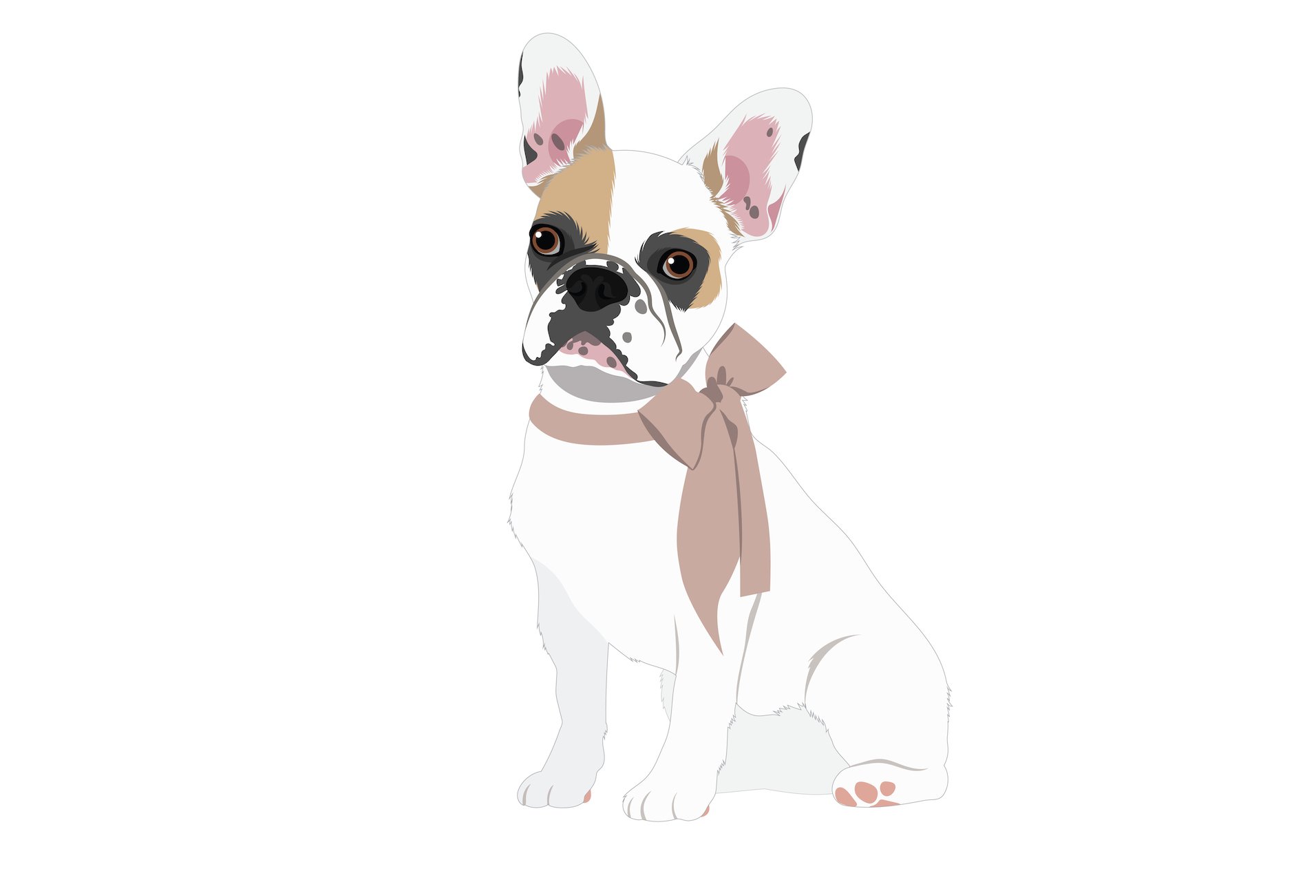 french bulldogs cm images 04 422