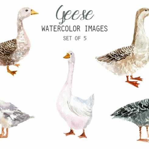 Watercolor Geese Clipart cover image.