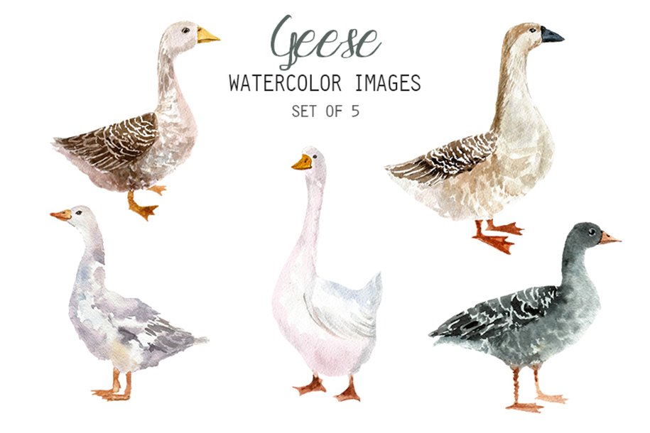 Watercolor Geese Clipart cover image.