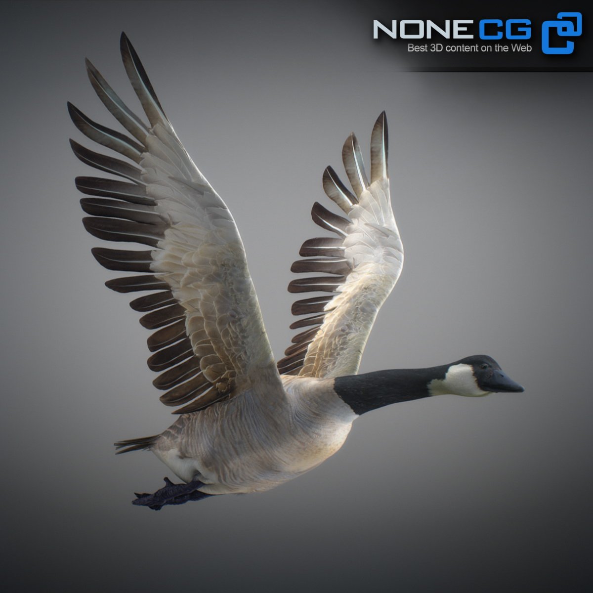geese 021 379