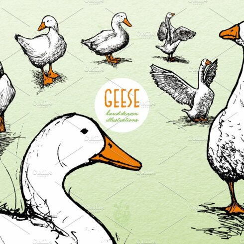Geese - Hand Drawn Illustrations cover image.