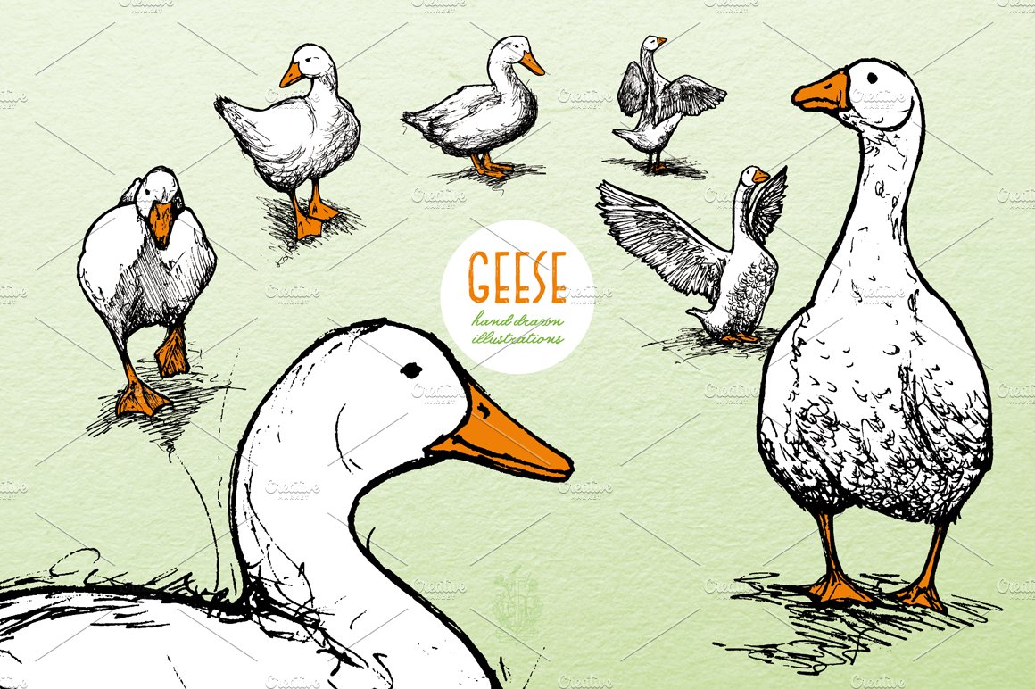 Geese - Hand Drawn Illustrations cover image.