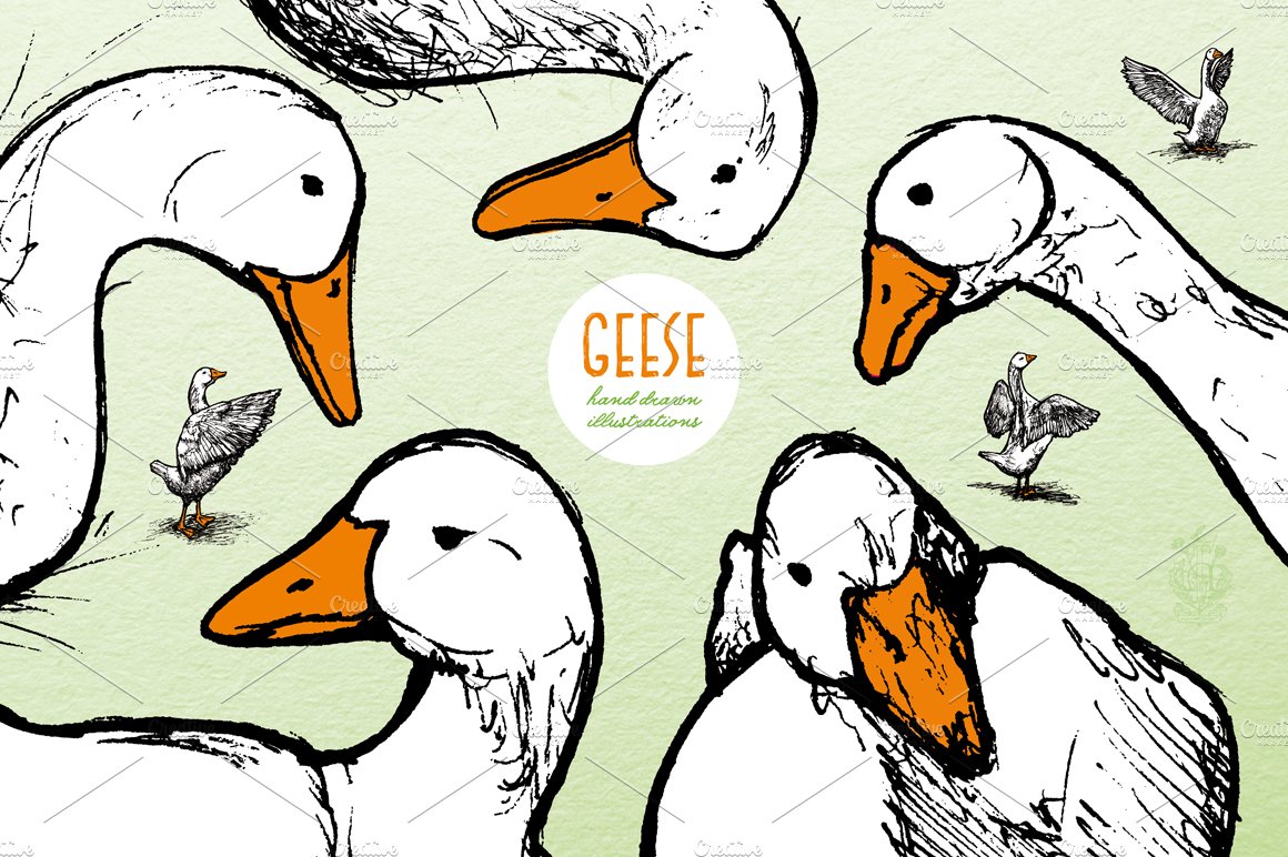 Geese - Hand Drawn Illustrations preview image.