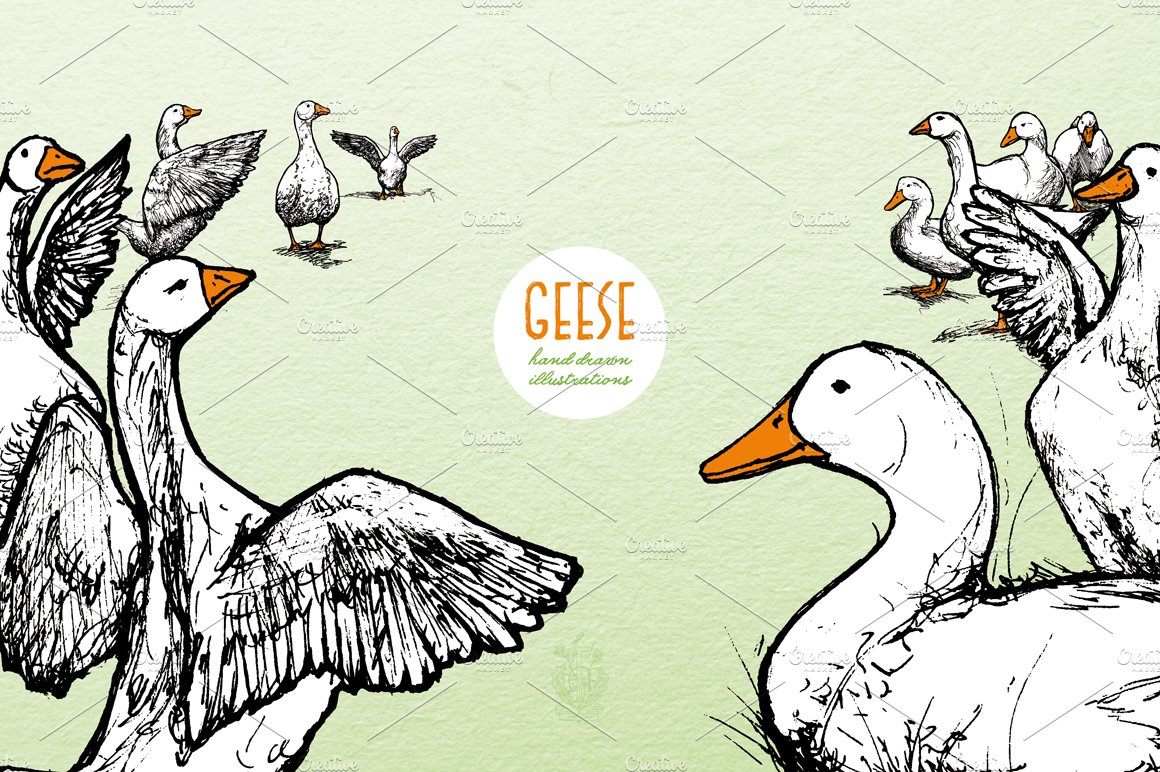 geese 05 963