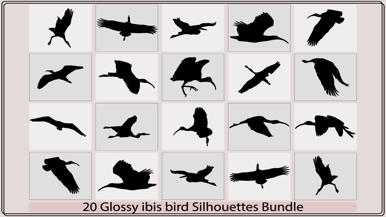 glossy ibis birdmb add media 457