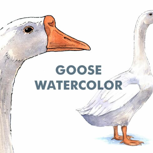 Goose watercolor illustration cover image.