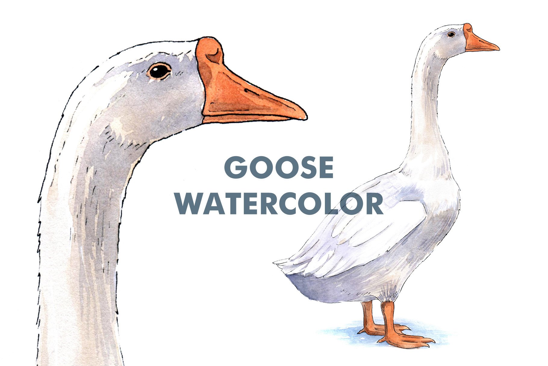 Goose watercolor illustration cover image.