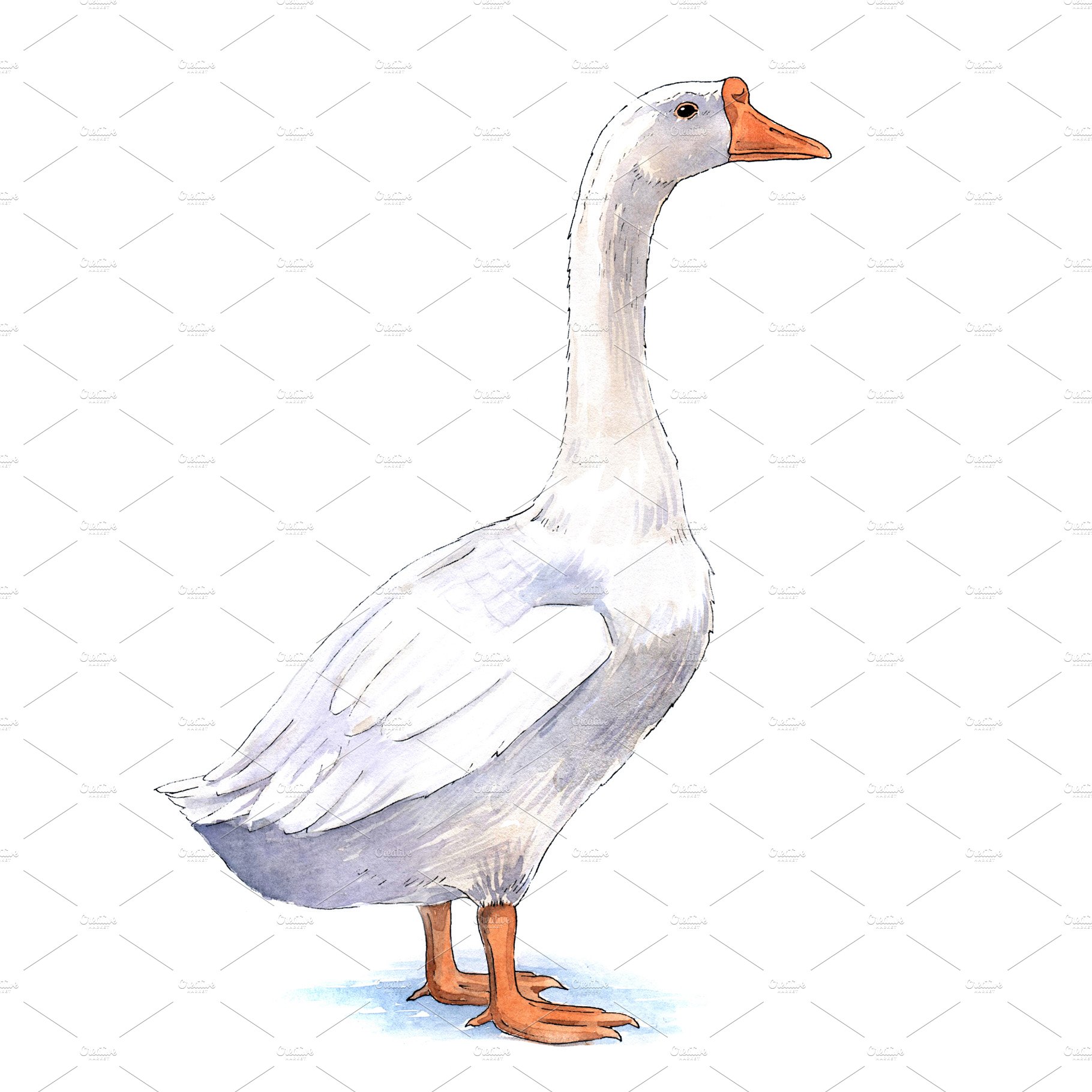 Goose watercolor illustration preview image.