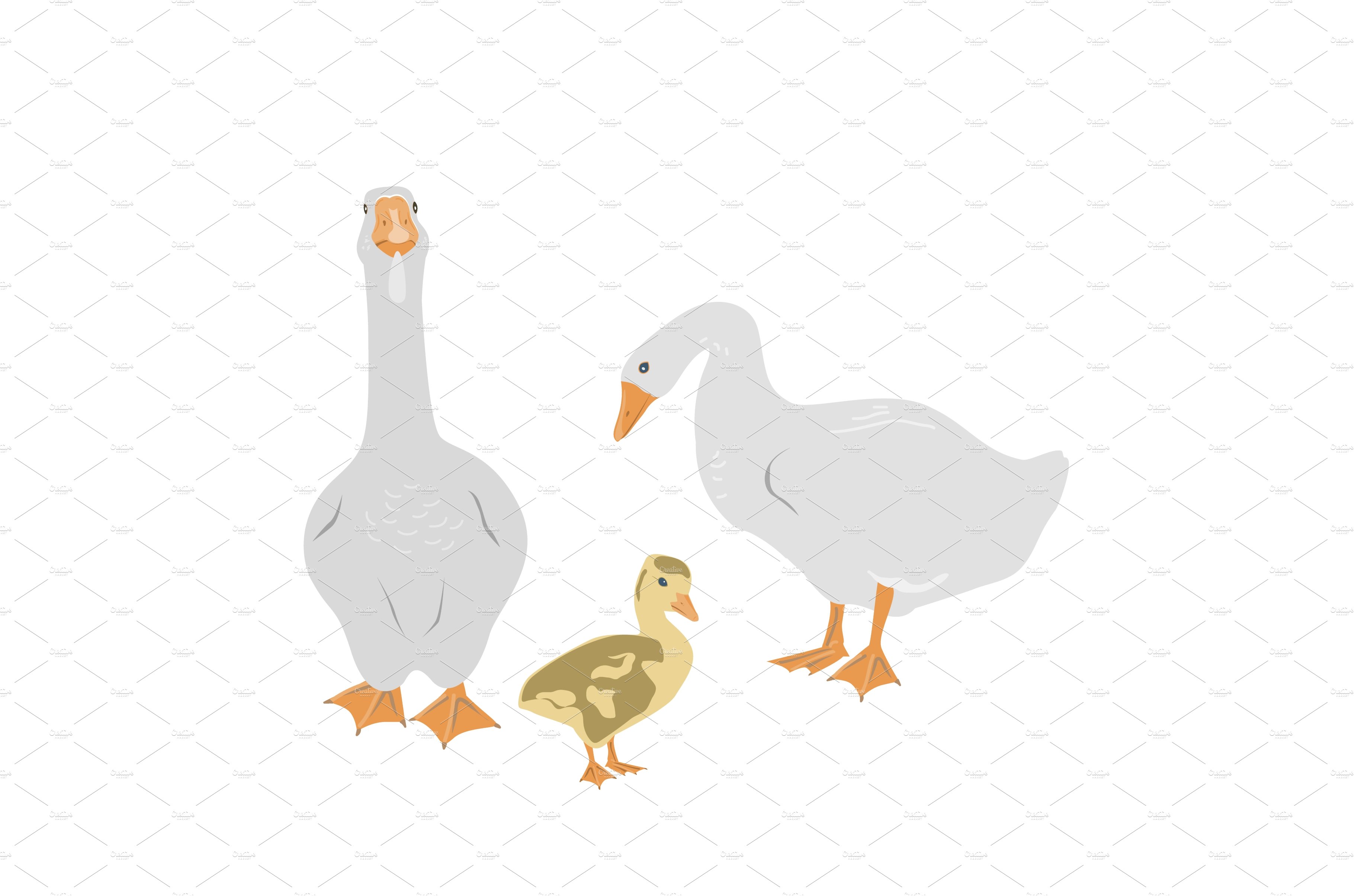 Goose family. Female and male geese cover image.