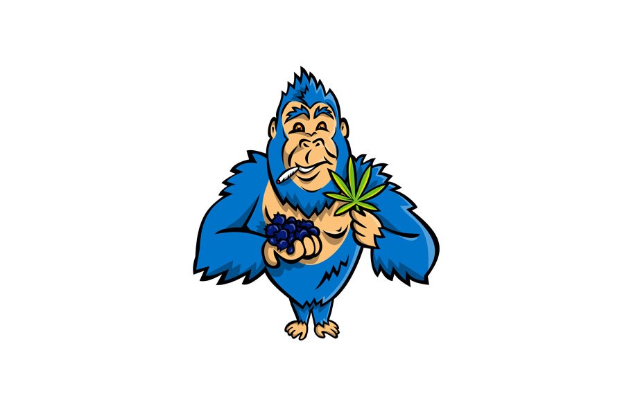 Gorilla Holding Blueberry Cannabis cover image.