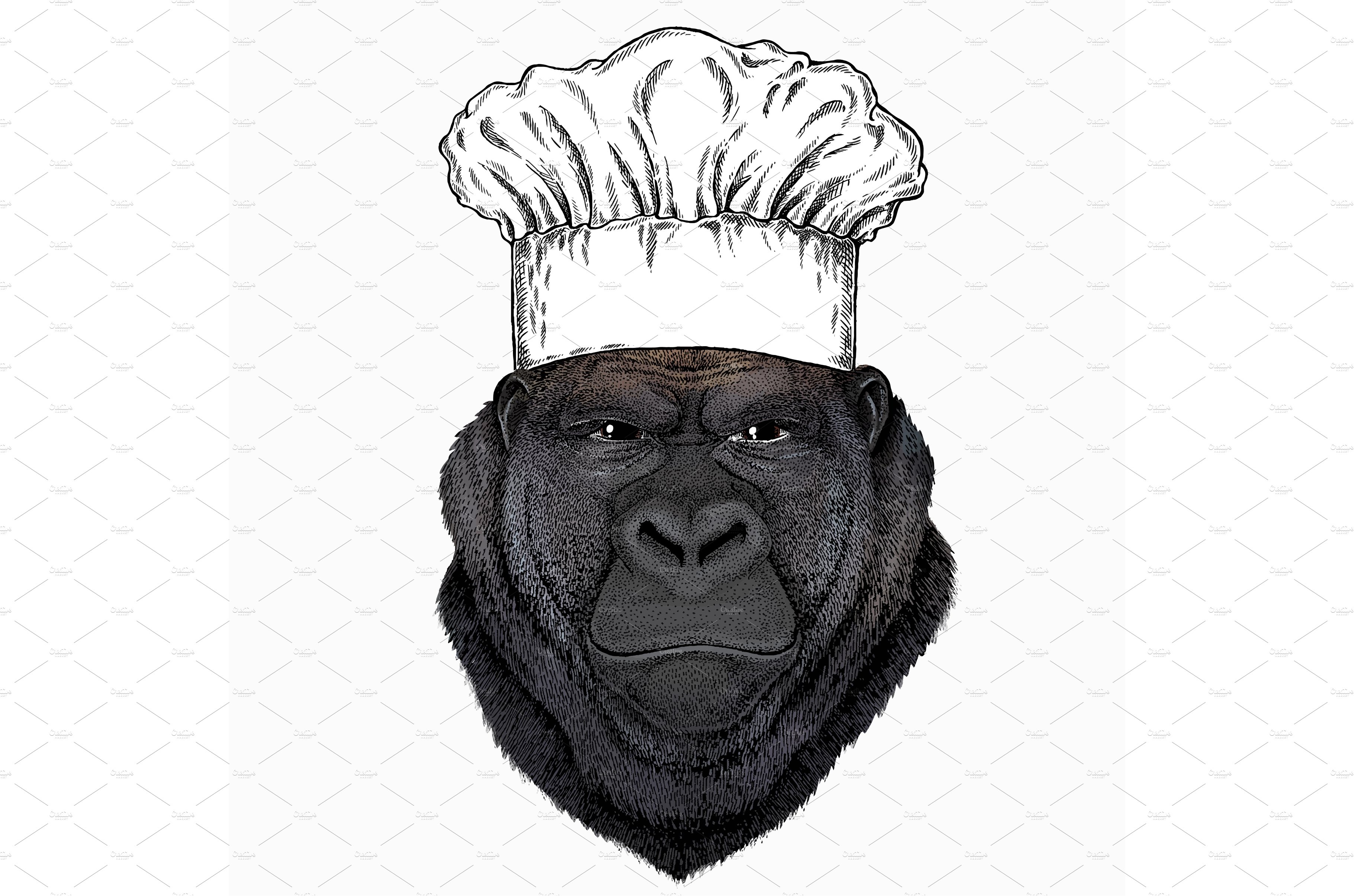 Gorilla head. Chef cook hat cover image.