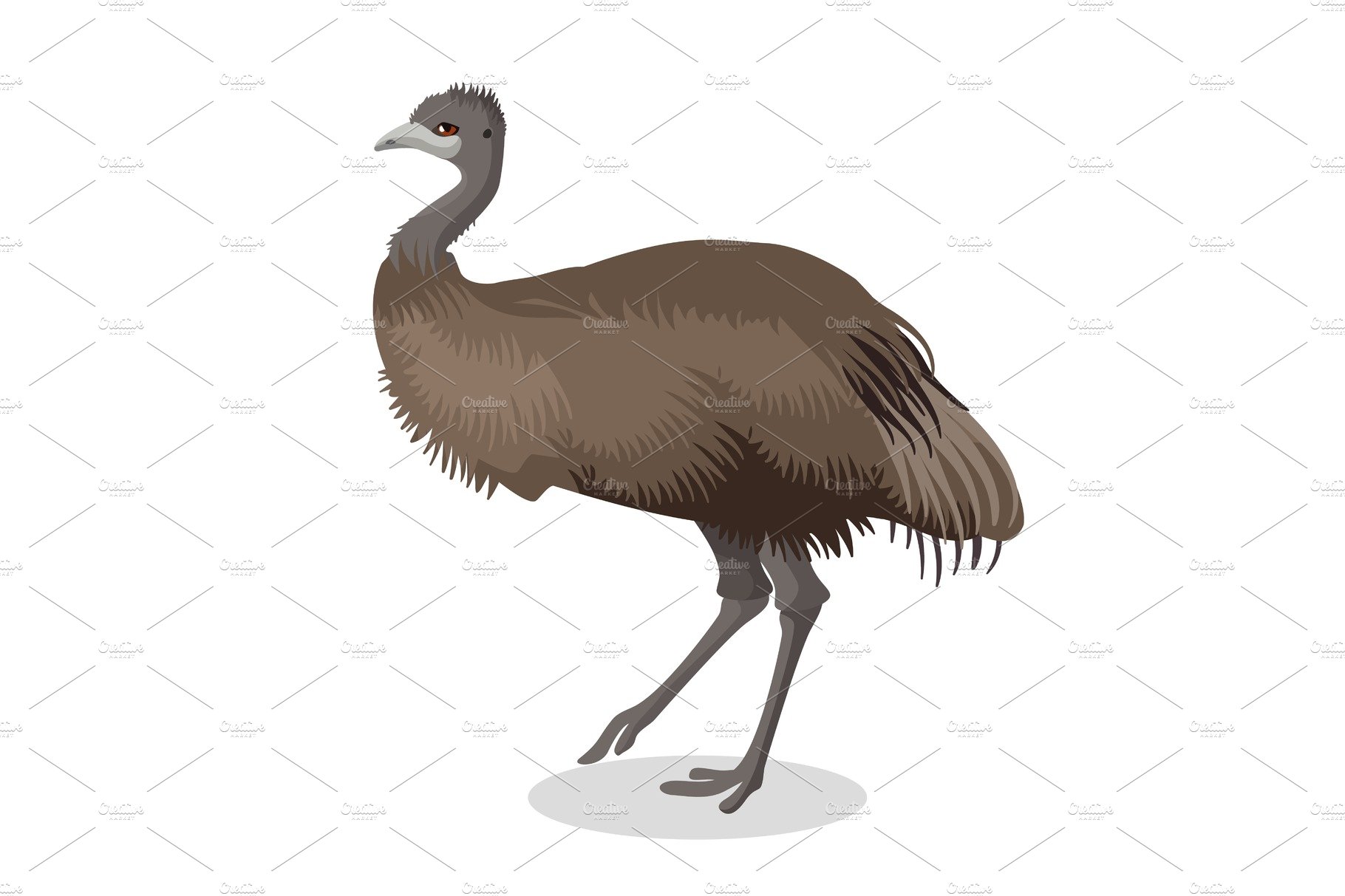 Emu bird full length portrait isolated on white background cover image.