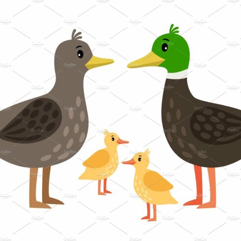 Duck family. Vector mother duck, drake and little ducklings isolated on white cover image.