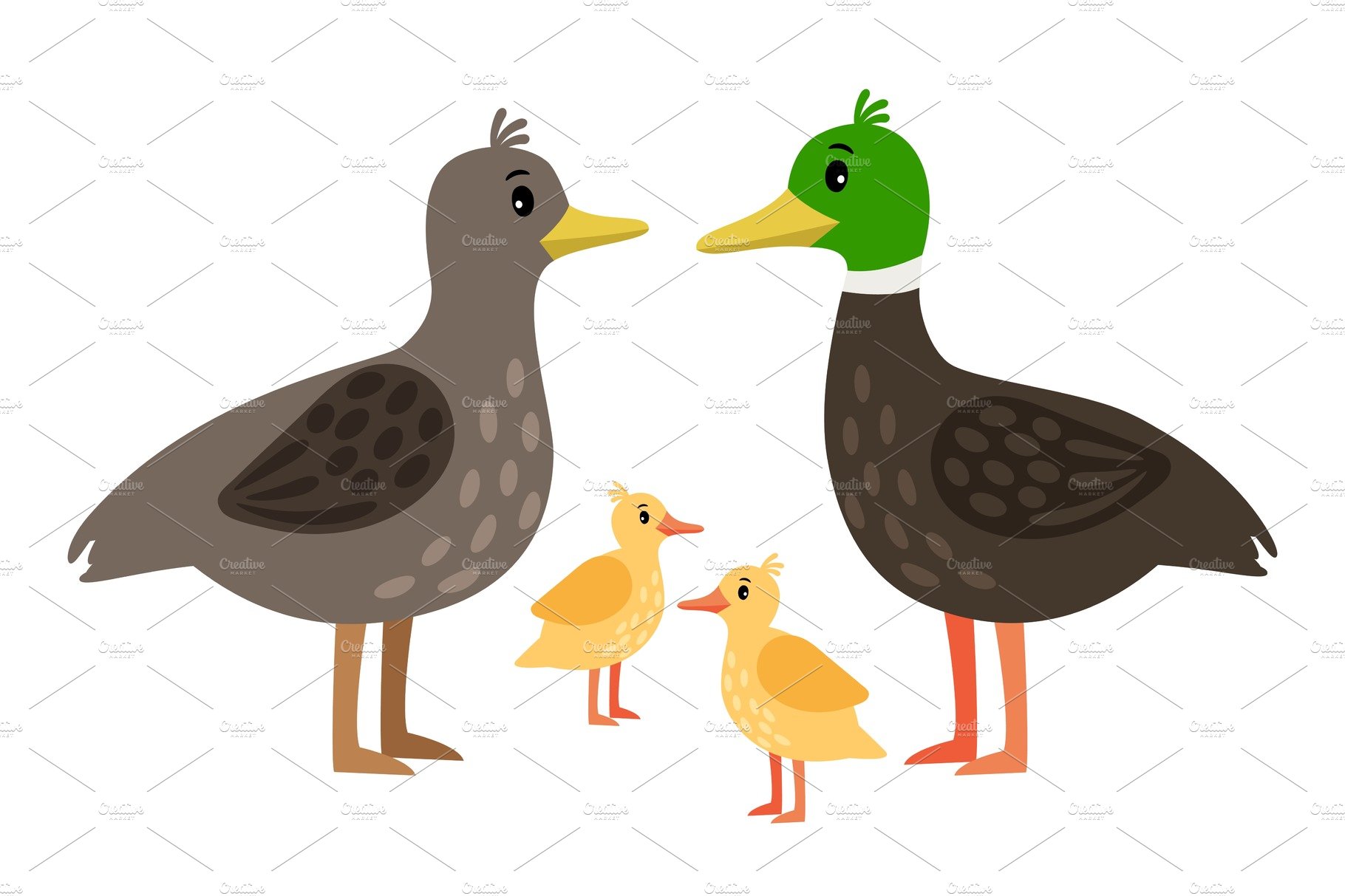 Duck family. Vector mother duck, drake and little ducklings isolated on white cover image.