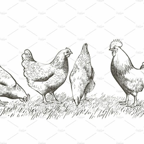 chicken, hen bird. Poultry, broiler cover image.