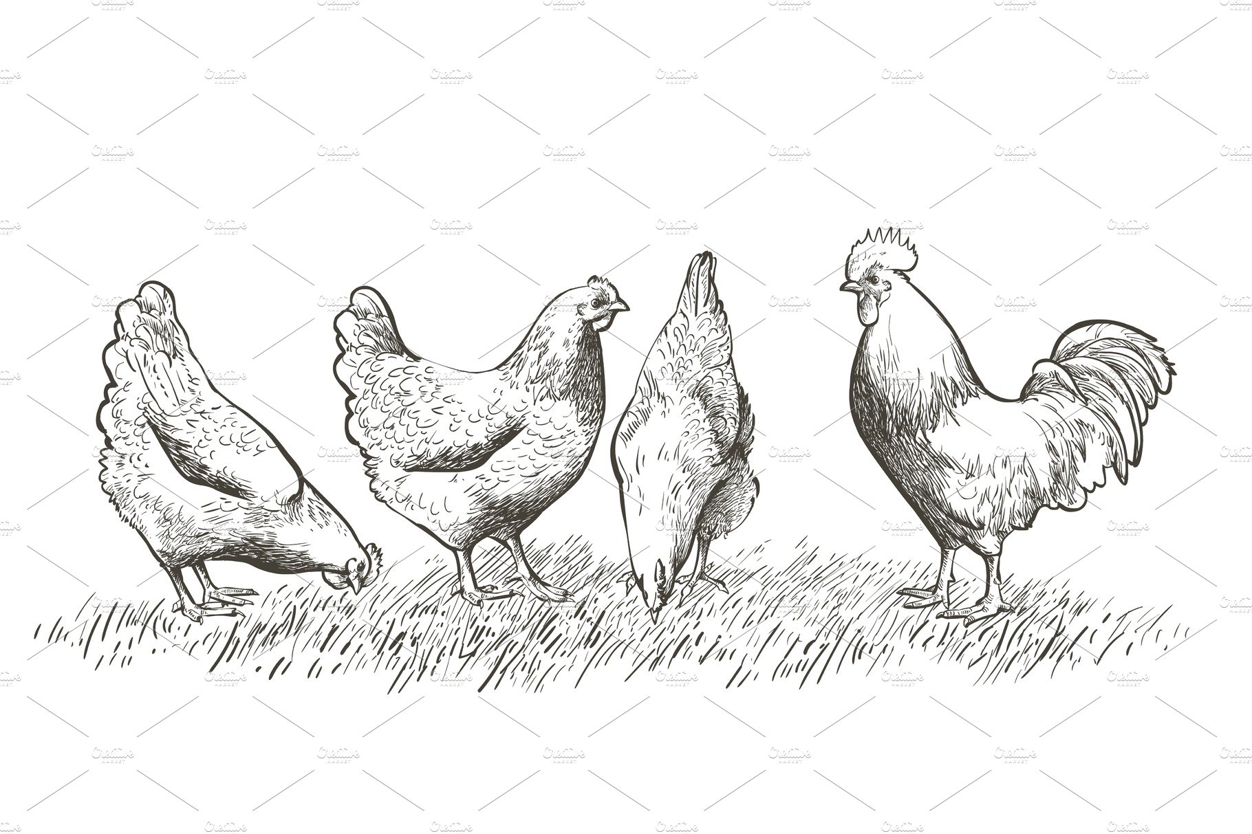 chicken, hen bird. Poultry, broiler cover image.