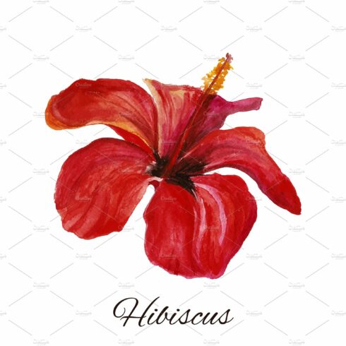 hibiscus. watercolor painting cover image.
