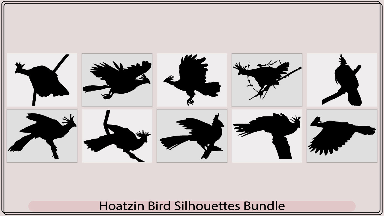 hoatzin bird silhouettemb add media 87
