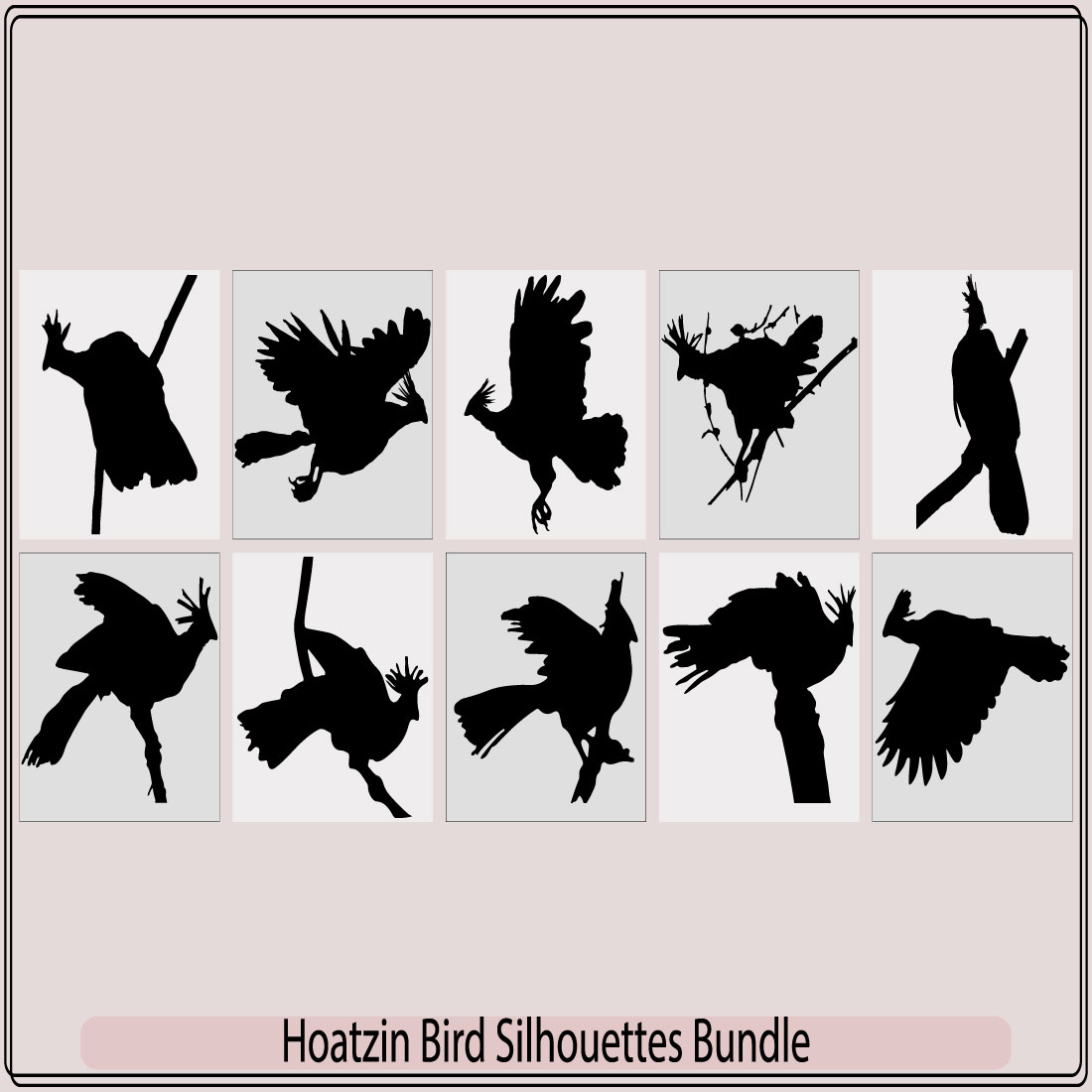 Hoatzin bird black silhouette vector,Cigana bird in profile view,Hoatzin bird Opisthocomus hoazin, Silhouetted preview image.