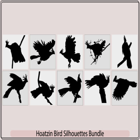 Hoatzin bird black silhouette vector,Cigana bird in profile view,Hoatzin bird Opisthocomus hoazin, Silhouetted cover image.
