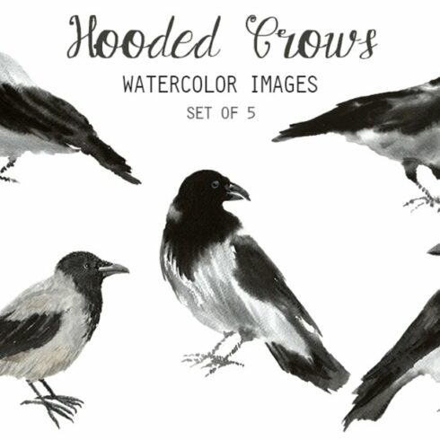 Watercolor Hooded Crow Clipart cover image.