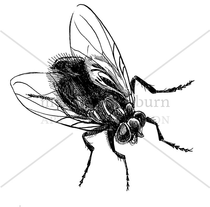 Houseflies Vector Illustration preview image.