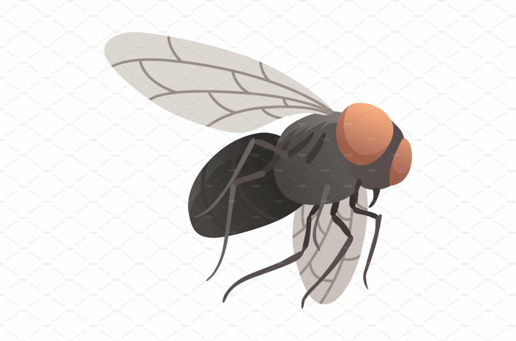 Housefly insect icon. Wildlife – MasterBundles