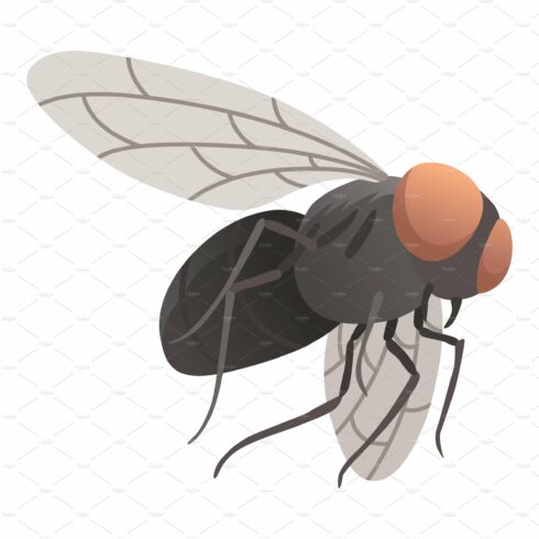 Housefly insect icon. Wildlife cover image.