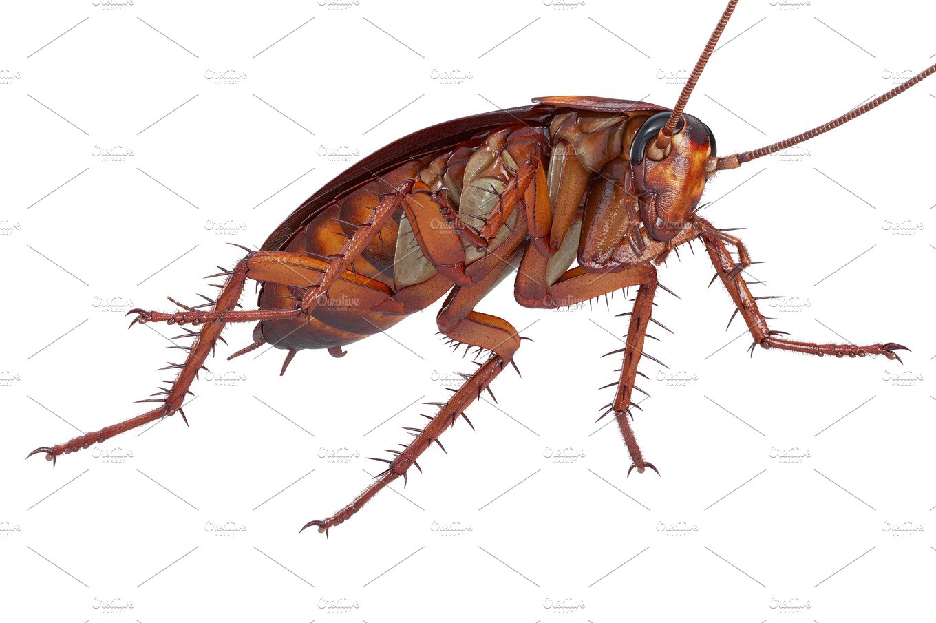 Cockroach bug creature cover image.