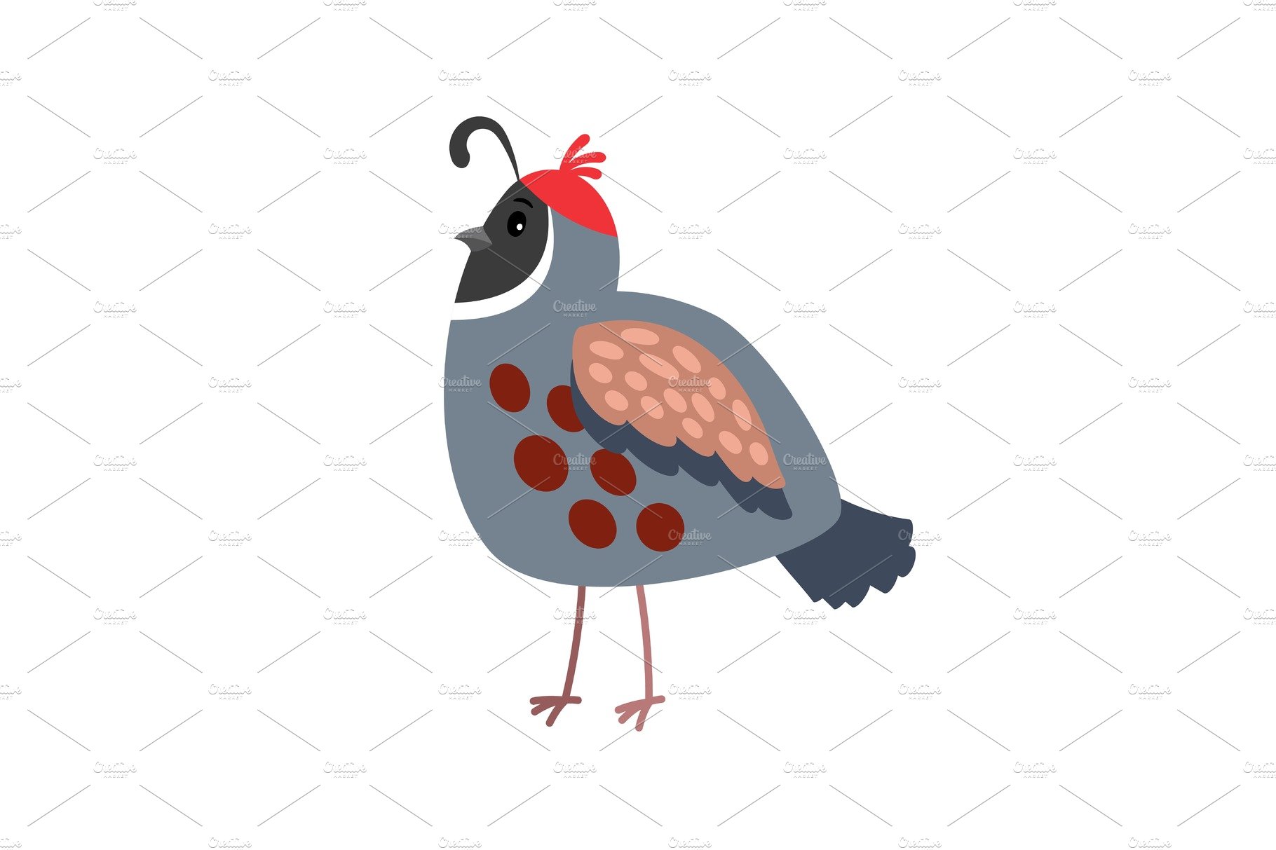 Quail cartoon bird icon cover image.