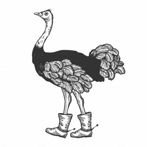 Ostrich in boots with spur animal engraving vector cover image.