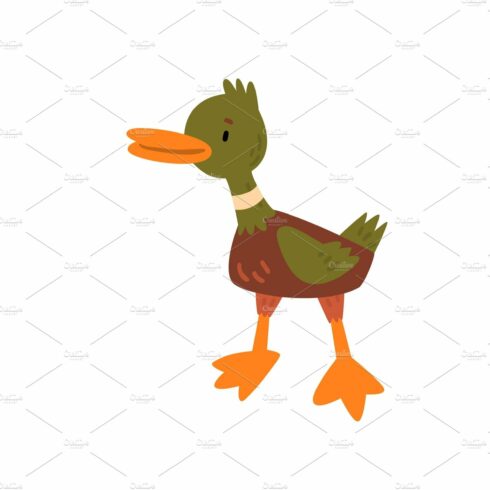Male Mallard Duckling Cartoon cover image.