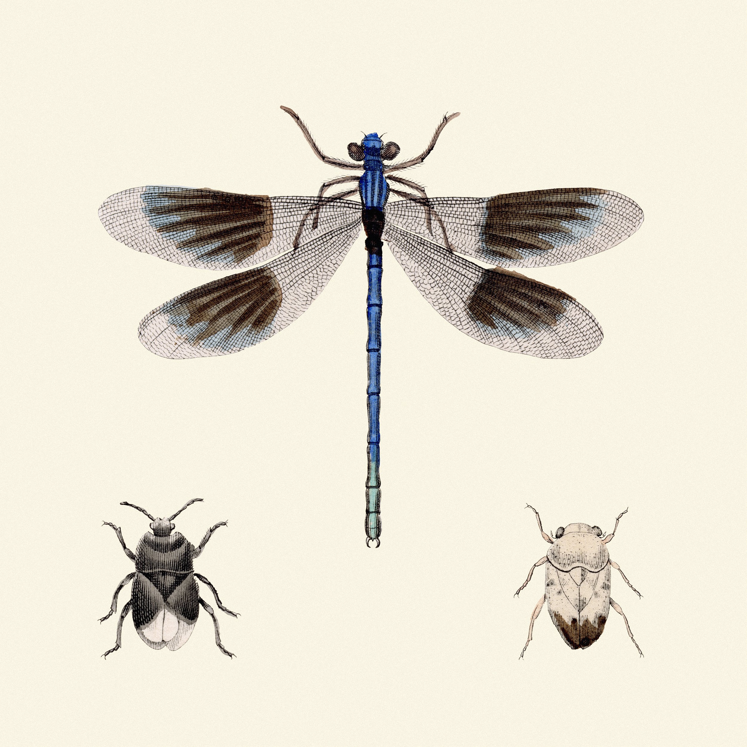 insects 40