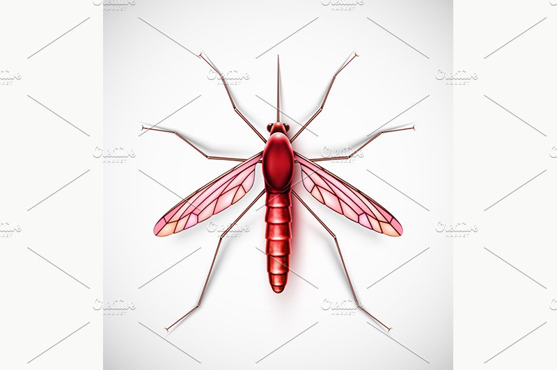 Isolated Mosquito cover image.