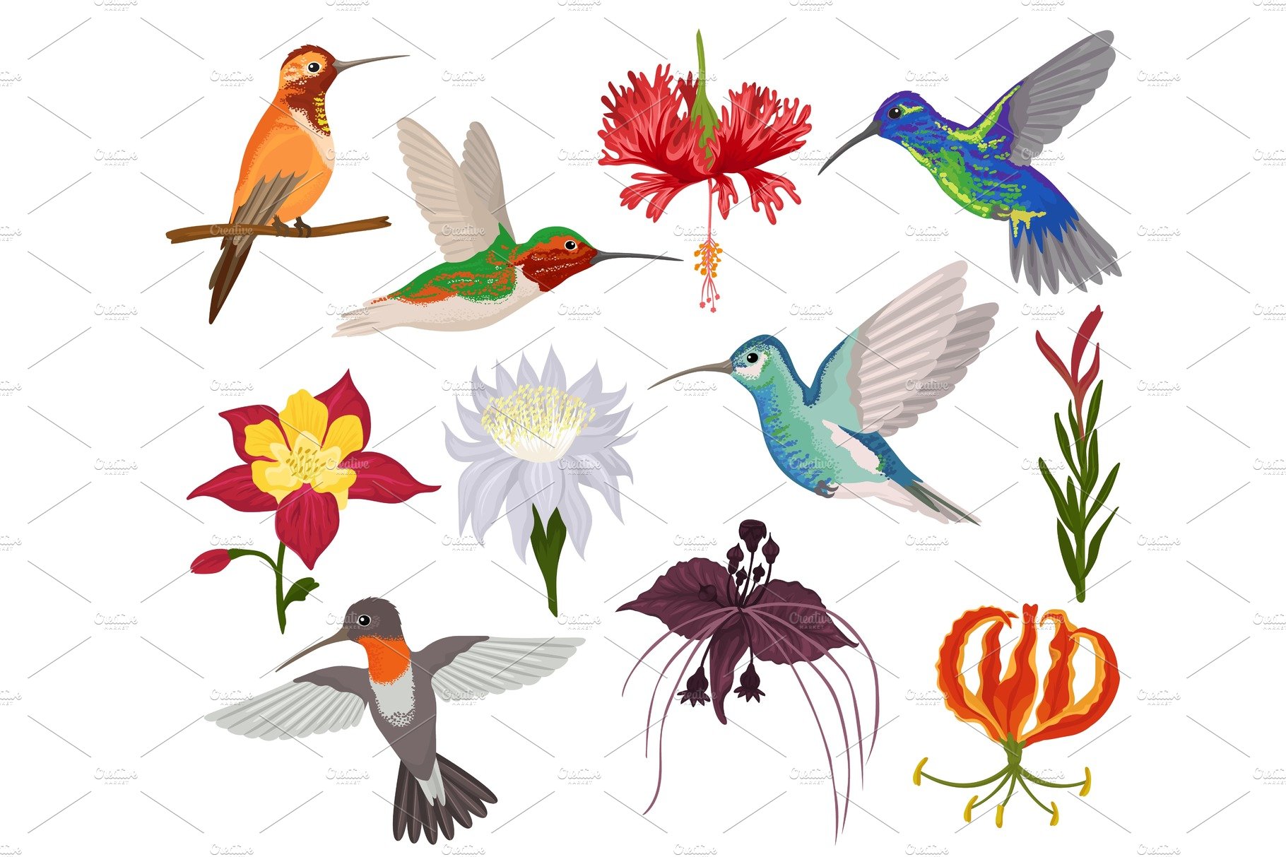 Hummingbird vector tropical humming cover image.