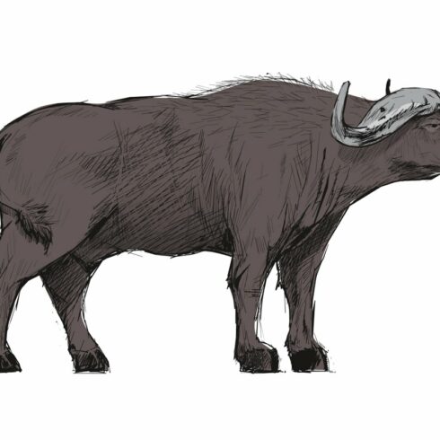 Illustration drawing of buffalo cover image.