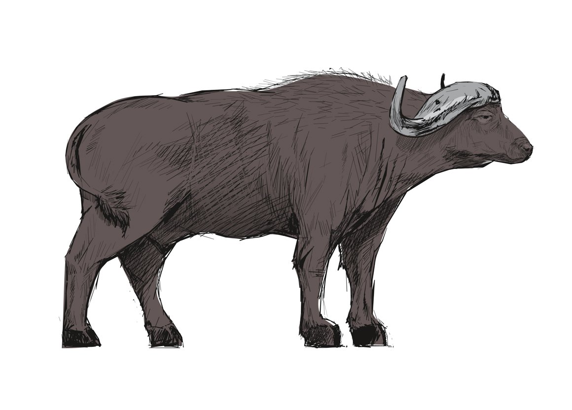 Illustration drawing of buffalo cover image.