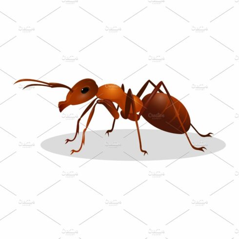 Brown ant isolated on white. Insect icon. Termite. cover image.