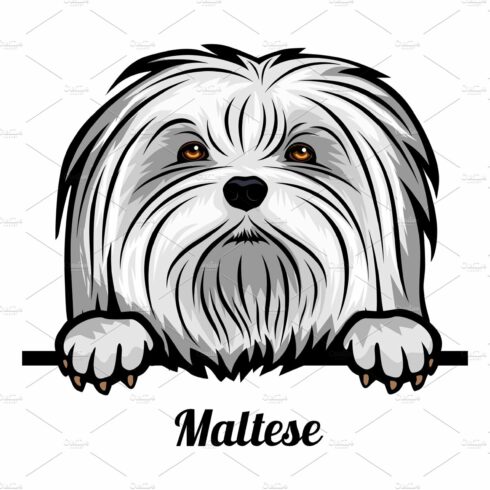 Head Maltese - dog breed. Color cover image.