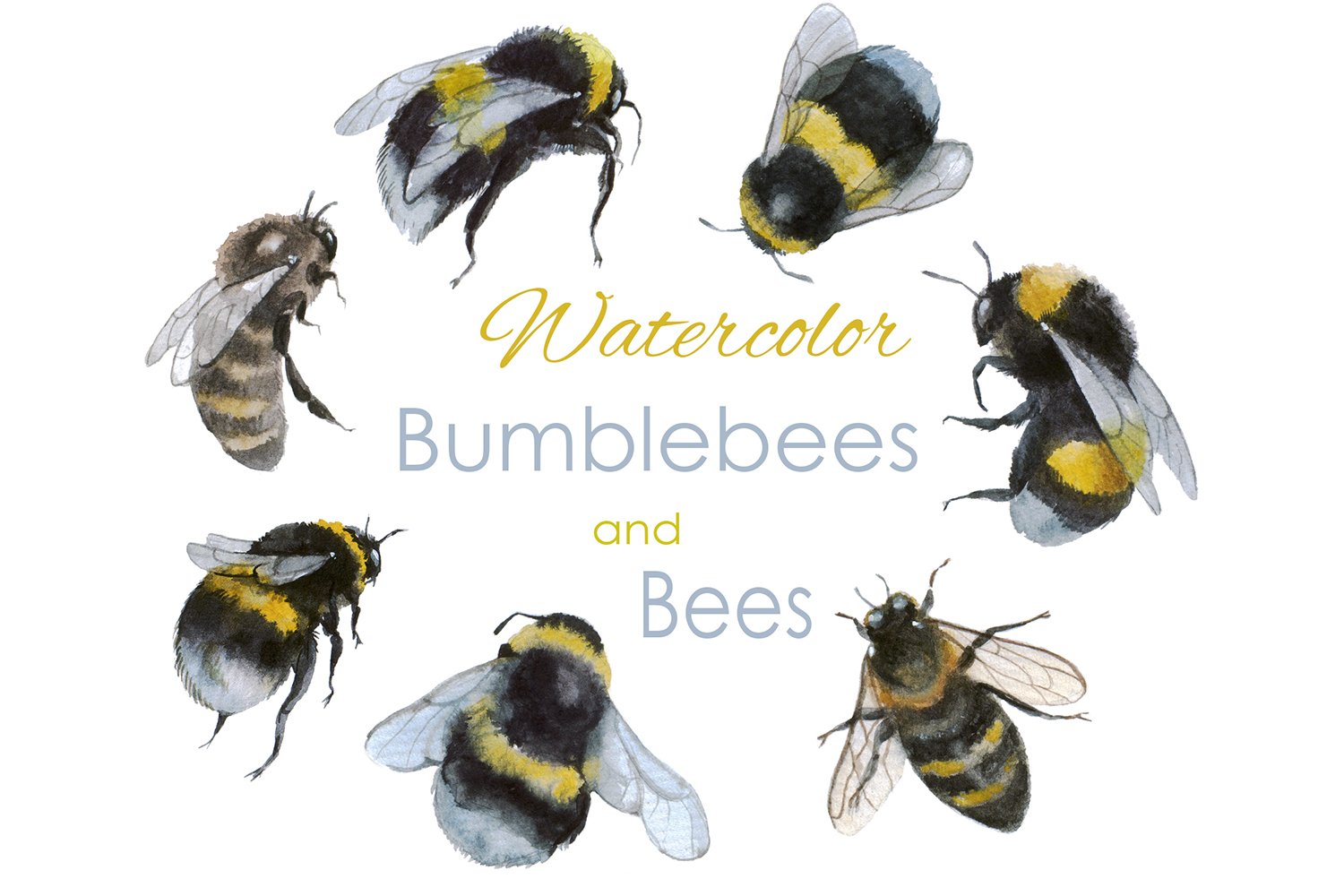 Bee clipart. Bumble bee. Watercolor cover image.