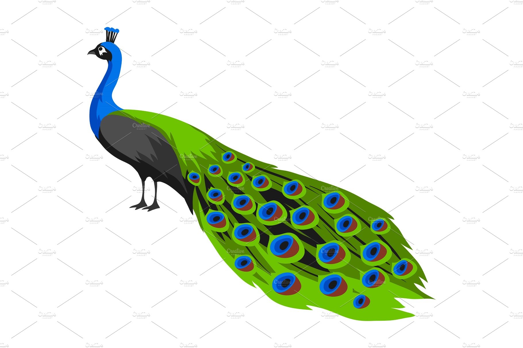Illustration of peacock. Tropical cover image.