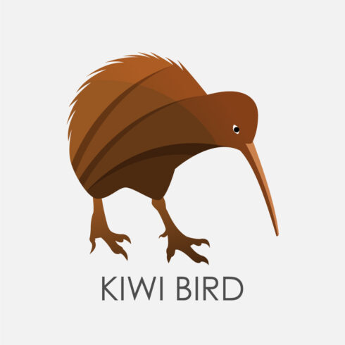 Modern colorful Kiwi bird logo design template vector illustration cover image.