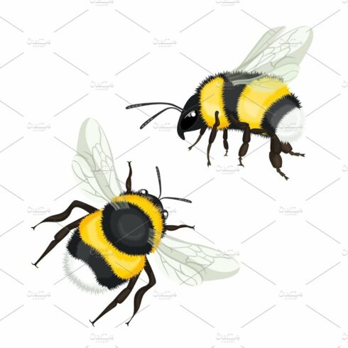 Two bumble bees with wings flying vector illustration isolated cover image.