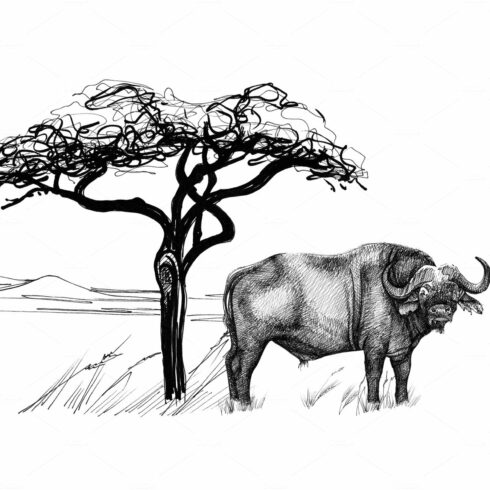 Buffalo near a tree in africa. Hand cover image.