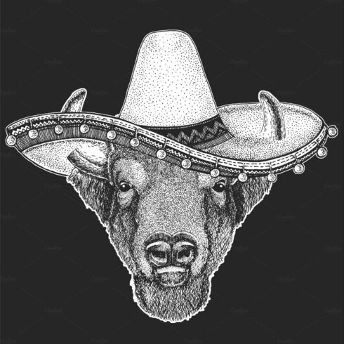 Buffalo, bison, bull head. Sombrero cover image.