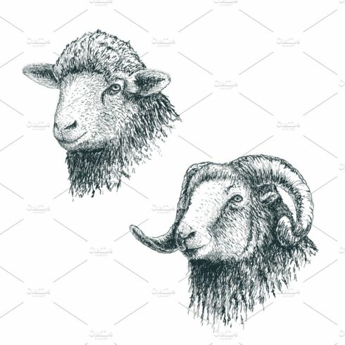 Horned ram and lamb cover image.
